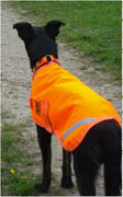 Dog wearing high visibility orange