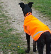 High Visibility Dog Coat