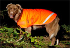 High Visibility Dog Coat