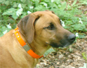 High Visibility Dog Collar (Personalized)
