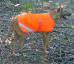 High Visibility Quilted Dog Coat