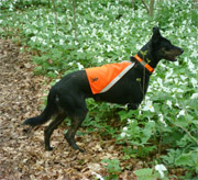 High Visibility Dog Vest