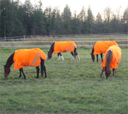 High Visibility 600D Turnout Blanket / Rug